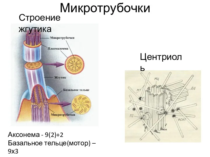 Микротрубочки Аксонема - 9(2)+2 Базальное тельце(мотор) – 9х3 Центриоль Строение жгутика