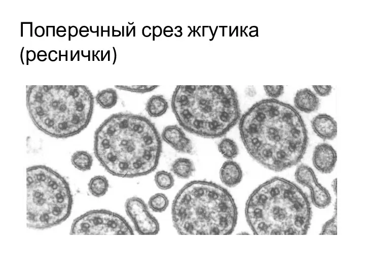 Поперечный срез жгутика (реснички)