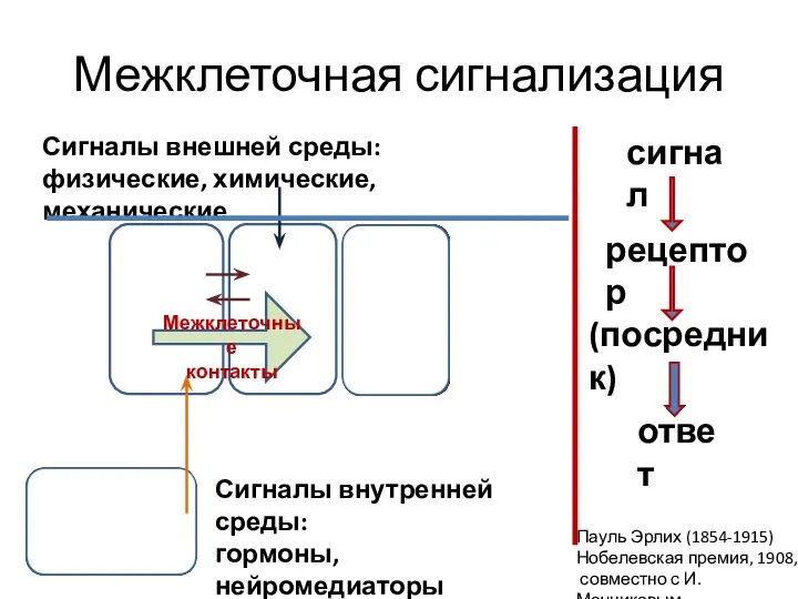 Межклеточная сигнализация межклеточным Сигналы внешней среды: физические, химические, механические Сигналы