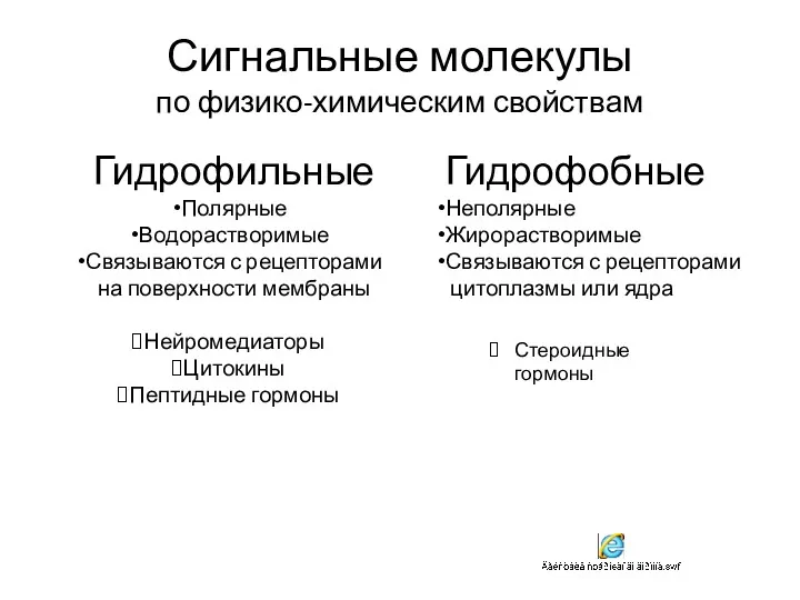 Сигнальные молекулы по физико-химическим свойствам Гидрофобные Неполярные Жирорастворимые Связываются с