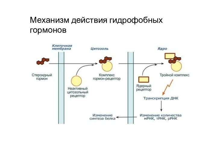 Механизм действия гидрофобных гормонов