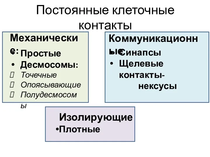 Постоянные клеточные контакты Изолирующие Плотные Коммуникационные Синапсы Щелевые контакты- нексусы