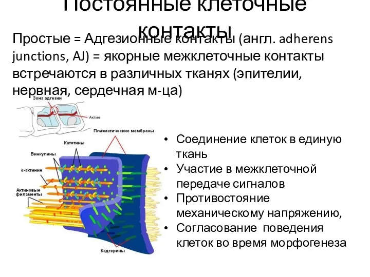 Постоянные клеточные контакты Простые = Адгезионные контакты (англ. adherens junctions,