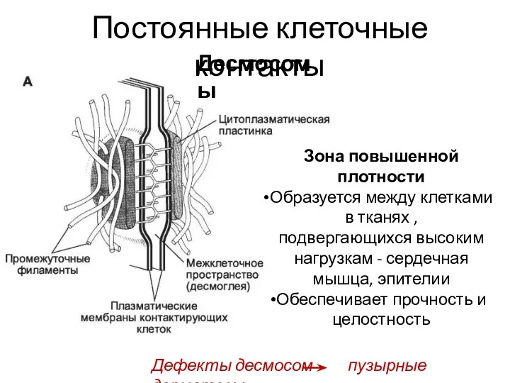 Десмосомы Постоянные клеточные контакты Зона повышенной плотности Образуется между клетками