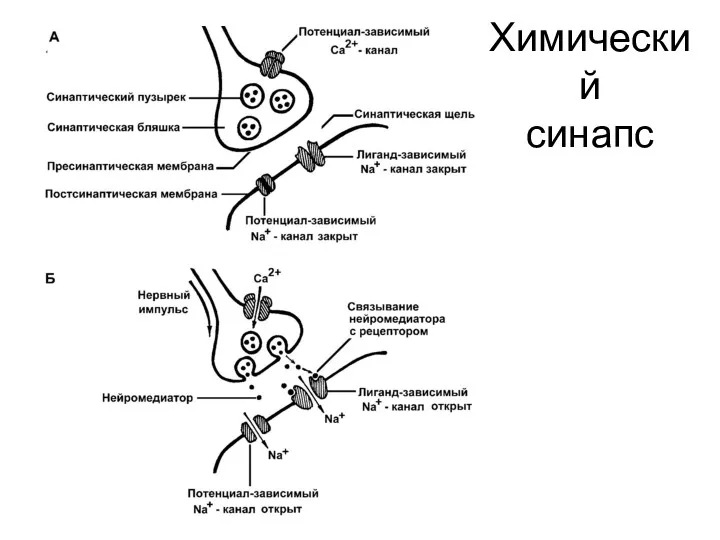 Химический синапс