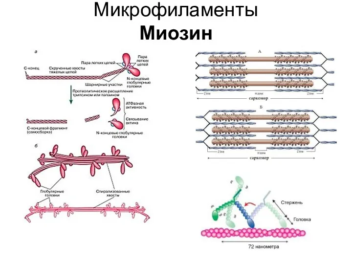 Микрофиламенты Миозин