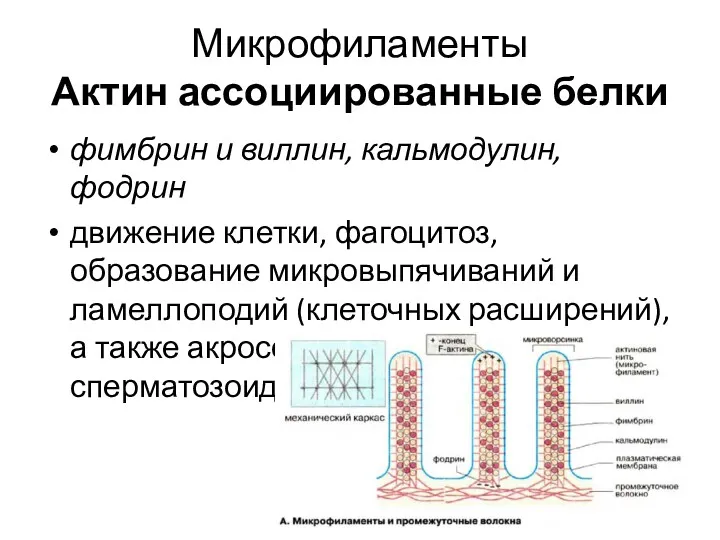 фимбрин и виллин, кальмодулин, фодрин движение клетки, фагоцитоз, образование микровыпячиваний