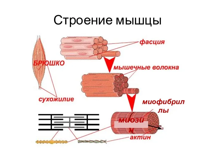 Строение мышцы миофибриллы миозин