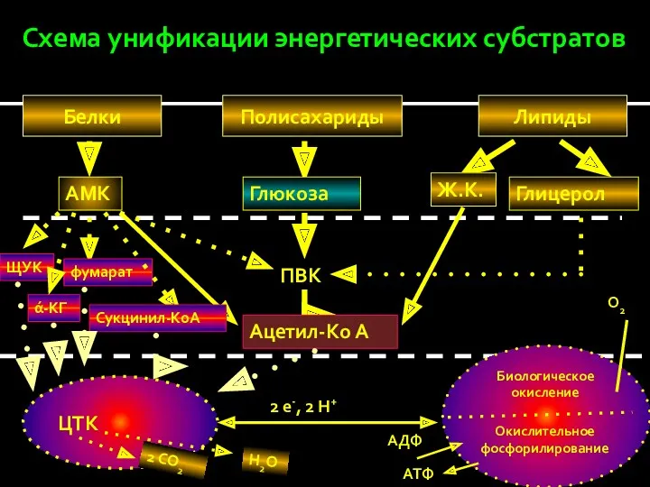 Схема унификации энергетических субстратов Белки Полисахариды Липиды Глюкоза Ж.К. Глицерол