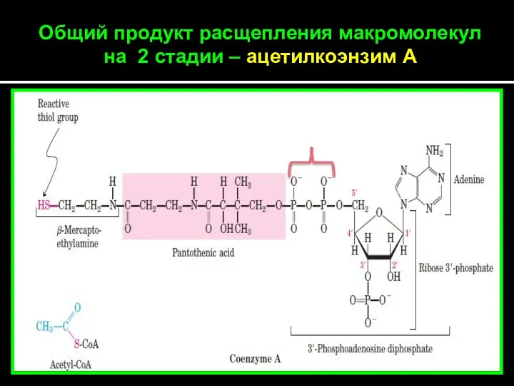 Общий продукт расщепления макромолекул на 2 стадии – ацетилкоэнзим А