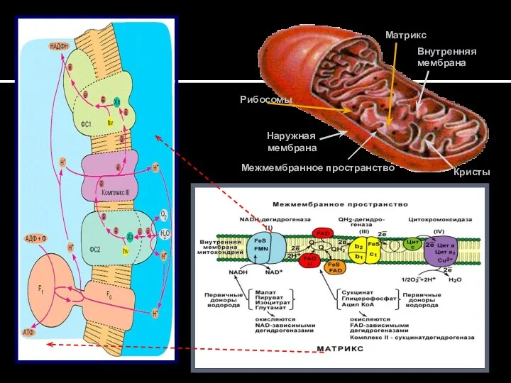 Наружная мембрана Внутренняя мембрана Кристы Межмембранное пространство Рибосомы Матрикс