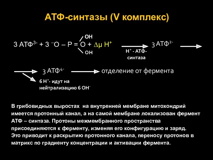 АТФ-синтазы (V комплекс) ОН 3 АТФ3- + 3 –О –