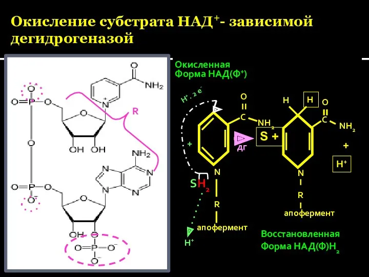 Окисление субстрата НАД+- зависимой дегидрогеназой Окисленная Форма НАД(Ф+) SH2 R