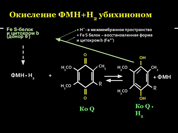 Окисление ФМН+Н2 убихиноном Fe S-белок и цитохром b (донор е-)