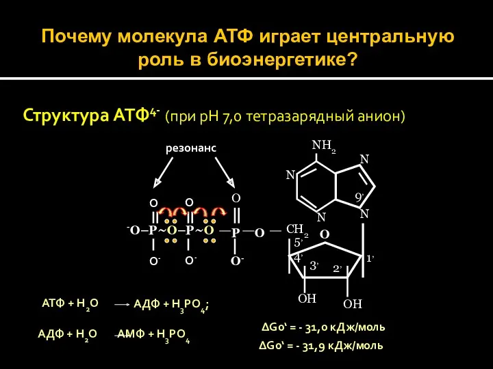 Почему молекула АТФ играет центральную роль в биоэнергетике? Структура АТФ4-
