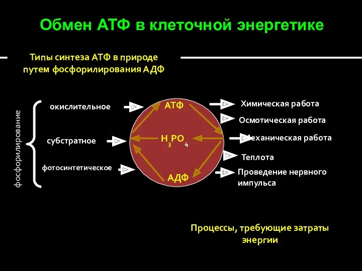 Обмен АТФ в клеточной энергетике АТФ Н3РО4 АДФ фосфорилирование окислительное