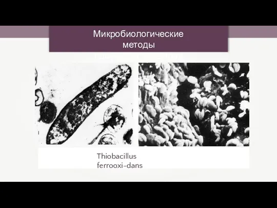 Микробиологические методы получения металлов Thiobacillus ferrooxi-dans