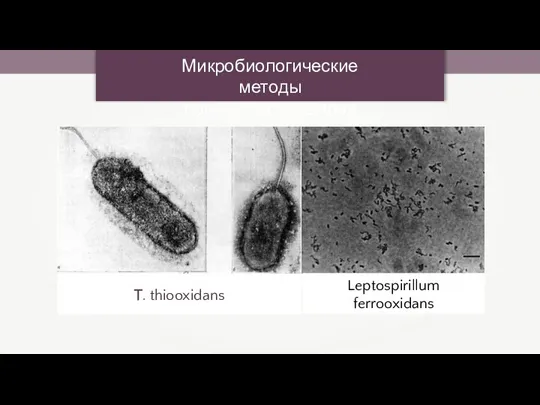 Микробиологические методы получения металлов Т. thiooxidans Leptospirillum ferrooxidans