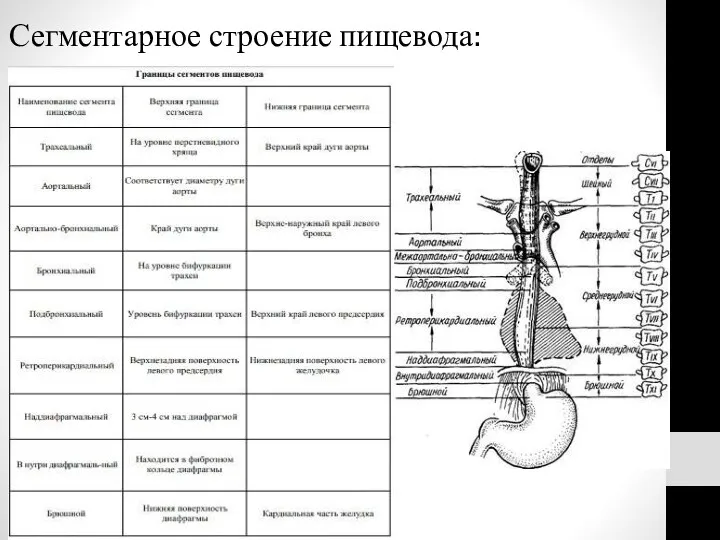 Сегментарное строение пищевода: