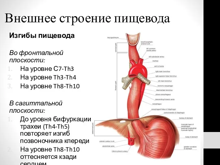 Внешнее строение пищевода Изгибы пищевода Во фронтальной плоскости: На уровне