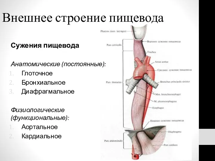 Внешнее строение пищевода Сужения пищевода Анатомические (постоянные): Глоточное Бронхиальное Диафрагмальное Физиологические (функциональные): Аортальное Кардиальное