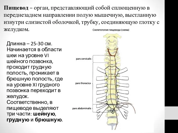 Пищевод – орган, представляющий собой сплющенную в переднезаднем направлении полую