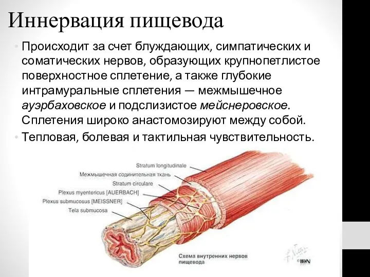 Иннервация пищевода Происходит за счет блуждающих, симпатических и соматических нервов,