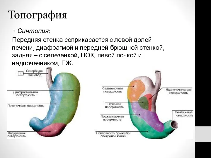 Топография Синтопия: Передняя стенка соприкасается с левой долей печени, диафрагмой