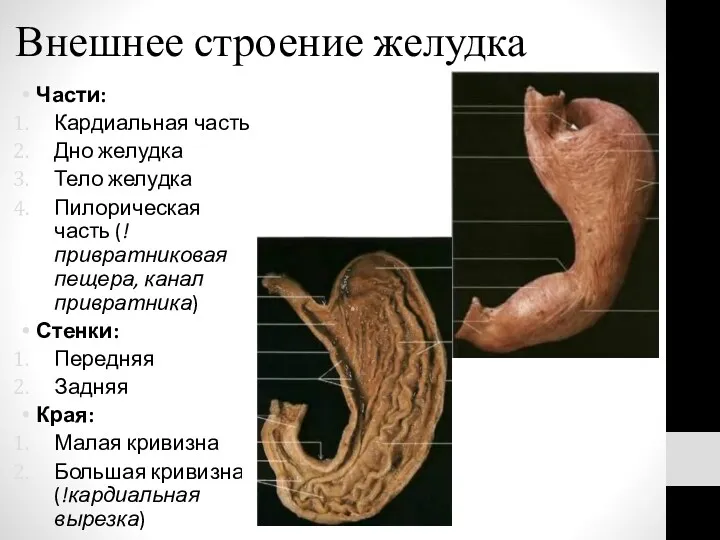 Внешнее строение желудка Части: Кардиальная часть Дно желудка Тело желудка