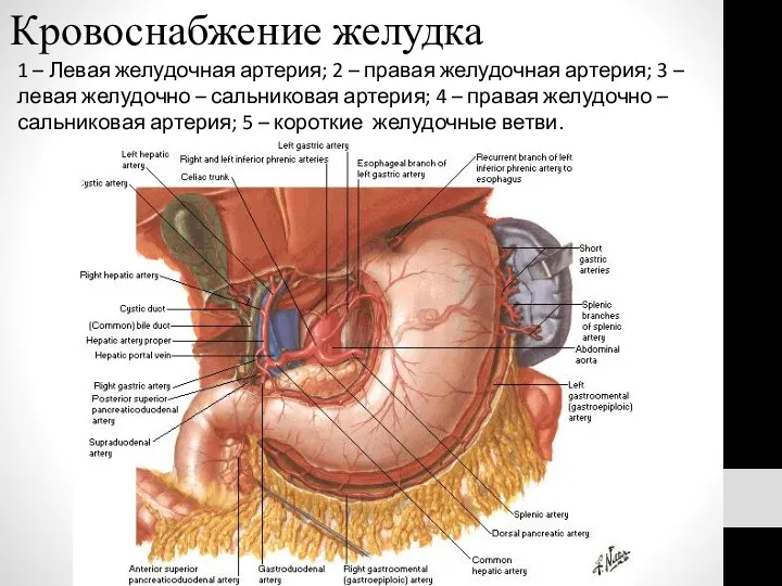 Кровоснабжение желудка 1 – Левая желудочная артерия; 2 – правая