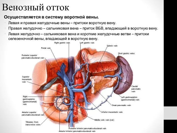 Венозный отток Осуществляется в систему воротной вены. Левая и правая