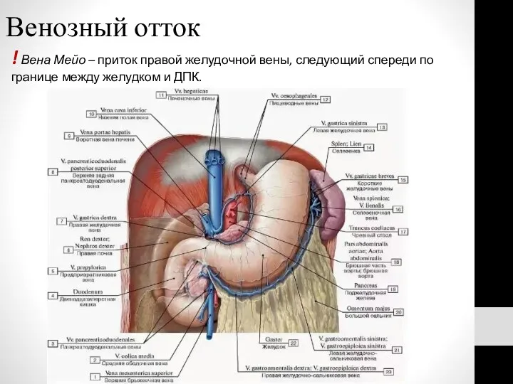 Венозный отток ! Вена Мейо – приток правой желудочной вены,