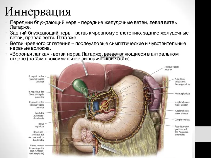 Иннервация Передний блуждающий нерв – передние желудочные ветви, левая ветвь