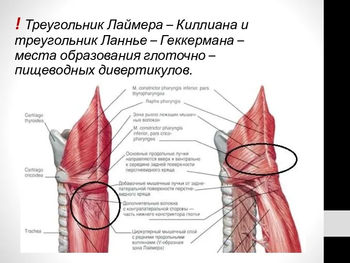 ! Треугольник Лаймера – Киллиана и треугольник Ланнье – Геккермана