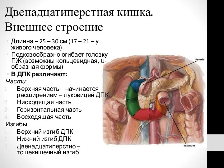 Двенадцатиперстная кишка. Внешнее строение Длинна – 25 – 30 см