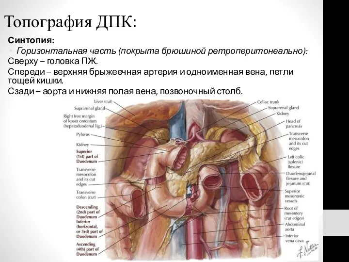 Топография ДПК: Синтопия: Горизонтальная часть (покрыта брюшиной ретроперитонеально): Сверху –