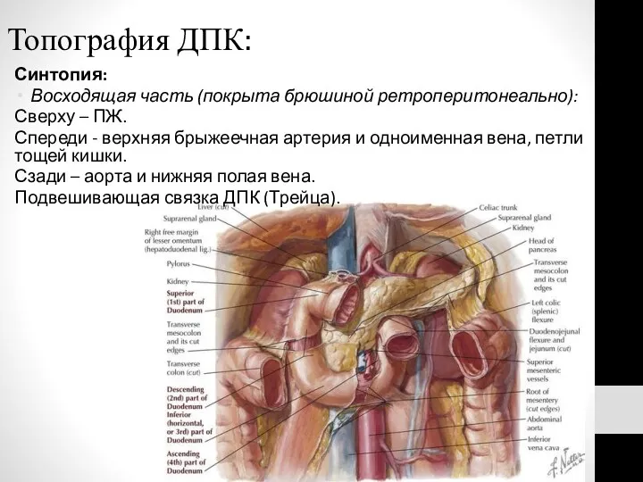 Топография ДПК: Синтопия: Восходящая часть (покрыта брюшиной ретроперитонеально): Сверху –