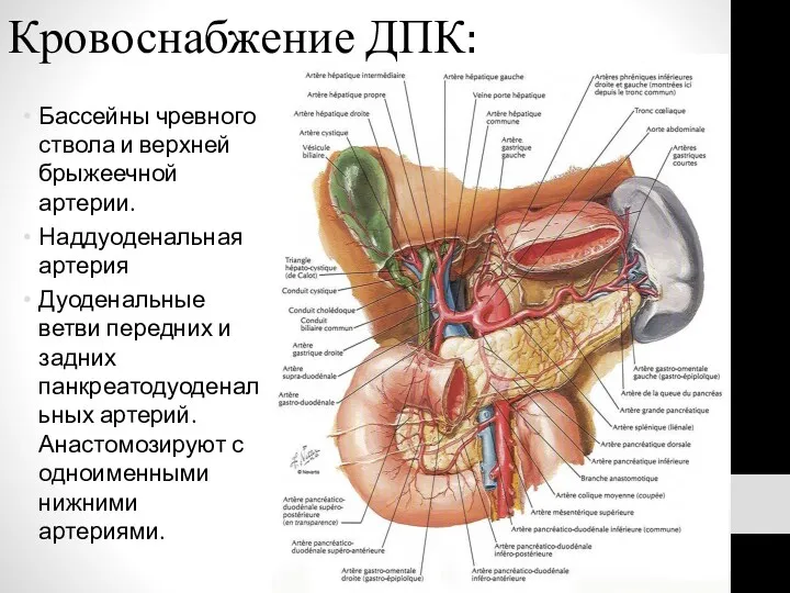 Кровоснабжение ДПК: Бассейны чревного ствола и верхней брыжеечной артерии. Наддуоденальная