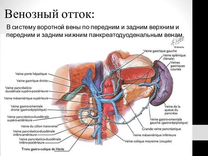 Венозный отток: В систему воротной вены по передним и задним