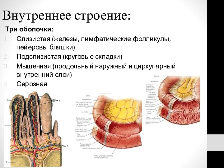 Внутреннее строение: Три оболочки: Слизистая (железы, лимфатические фолликулы, пейеровы бляшки)