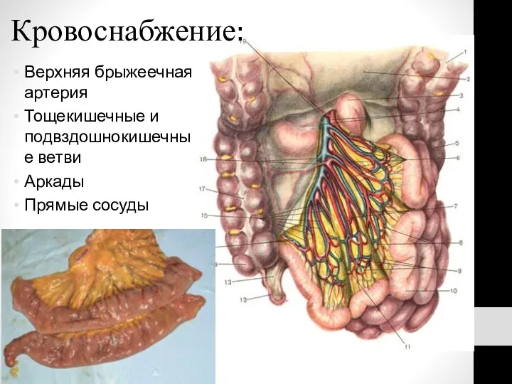 Кровоснабжение: Верхняя брыжеечная артерия Тощекишечные и подвздошнокишечные ветви Аркады Прямые сосуды