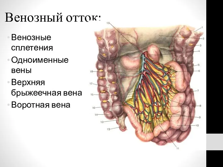 Венозный отток: Венозные сплетения Одноименные вены Верхняя брыжеечная вена Воротная вена