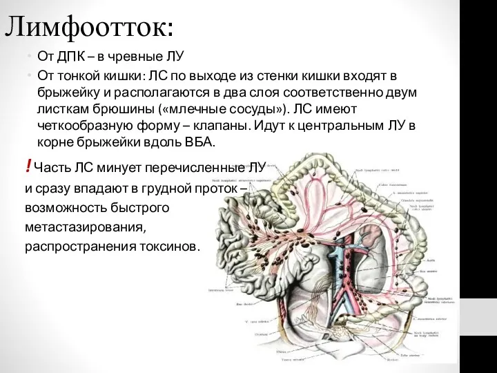 Лимфоотток: От ДПК – в чревные ЛУ От тонкой кишки: