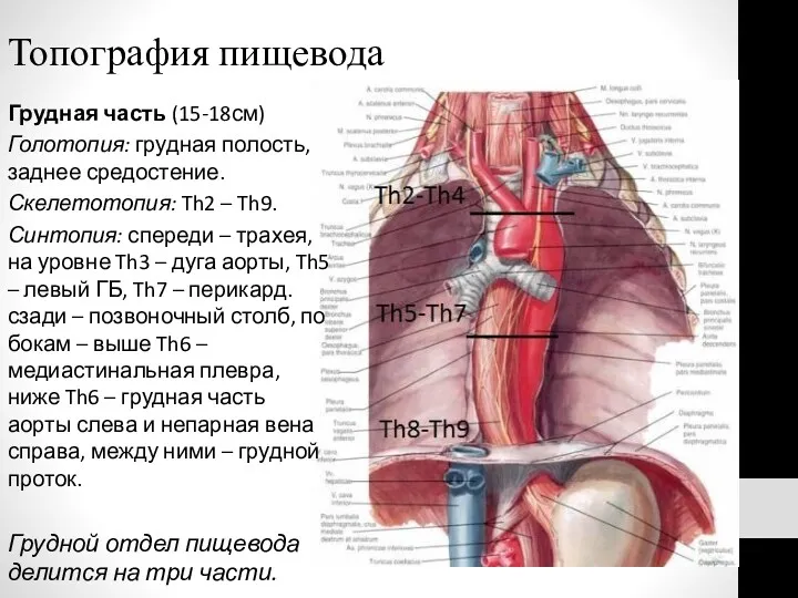 Топография пищевода Грудная часть (15-18см) Голотопия: грудная полость, заднее средостение.