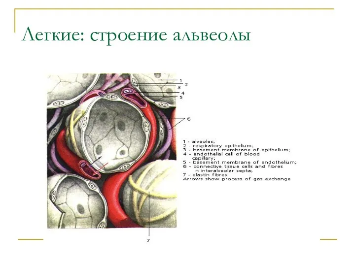 Легкие: строение альвеолы