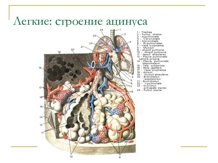 Легкие: строение ацинуса