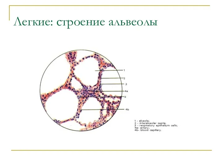 Легкие: строение альвеолы