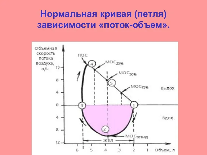 Нормальная кривая (петля) зависимости «поток-объем».