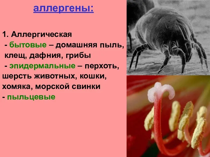 аллергены: 1. Аллергическая - бытовые – домашняя пыль, клещ, дафния, грибы - эпидермальные