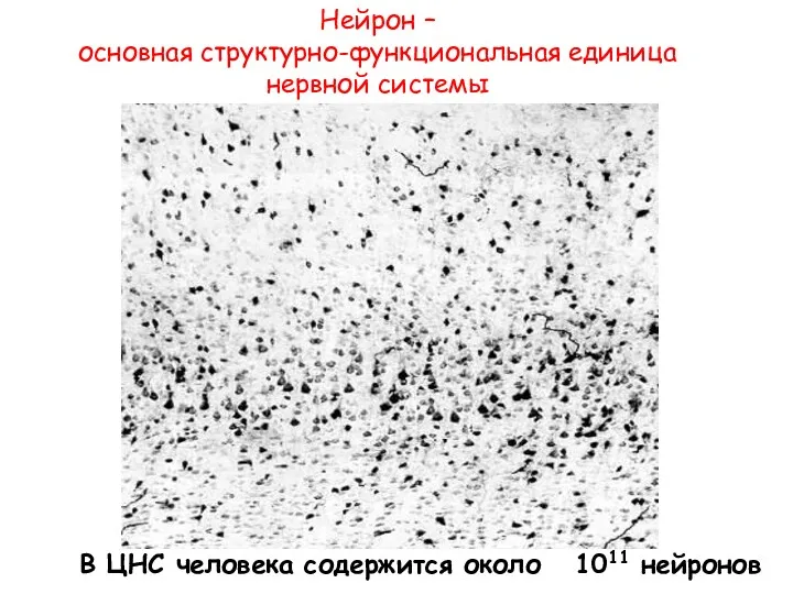 В ЦНС человека содержится около 1011 нейронов Нейрон – основная структурно-функциональная единица нервной системы
